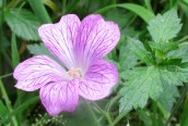 Druce's Cranesbill